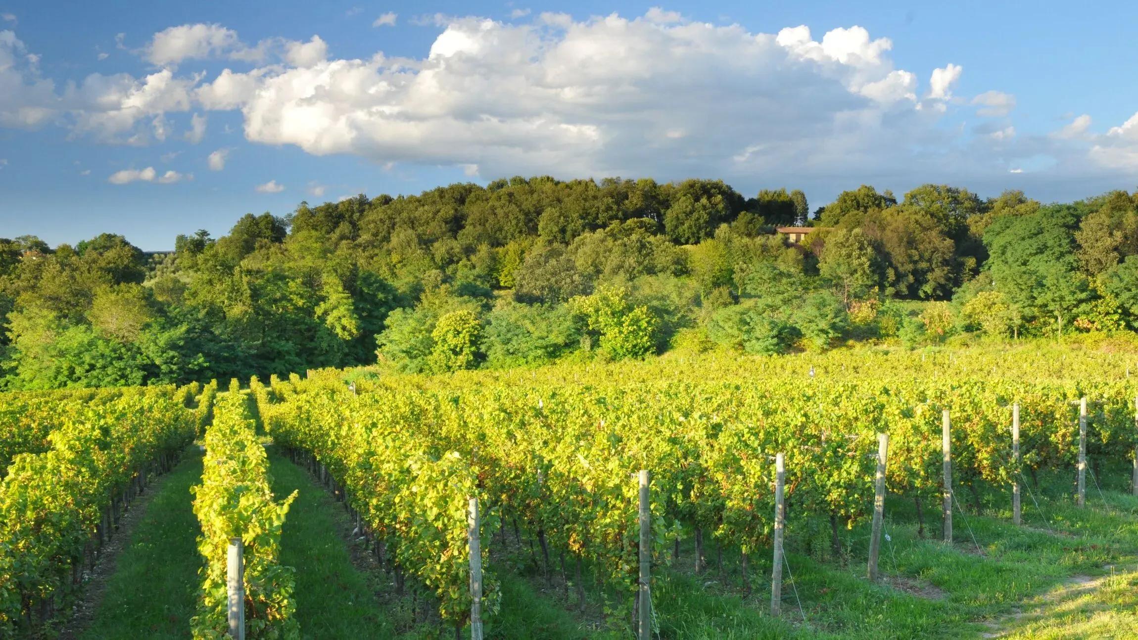 itinerario-franciacorta-vigneti-brescia-paolo-vi